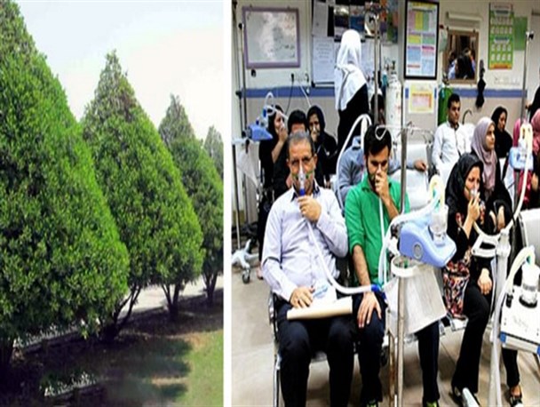 آشفته بازار هرس درختان کنوکارپوس در اهواز