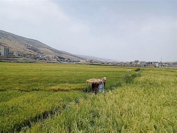 آغاز برداشت برنج از شالیزارهای شهرستان چرداول+ عکس