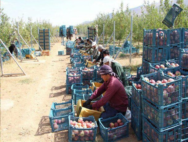 آغاز برداشت سیب درختی از بیش از 10 هزار هکتار باغ سیب اقلید