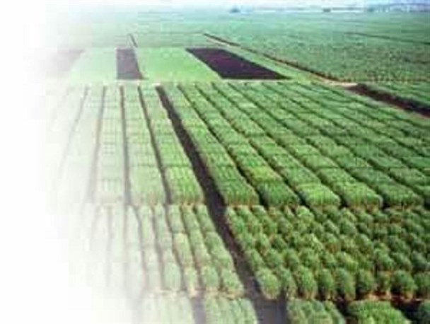 نظام سرمایه داری ارضی، زیرپوست مسئولان غافل، جان صدها کشاورز خرده پا را گرفته است