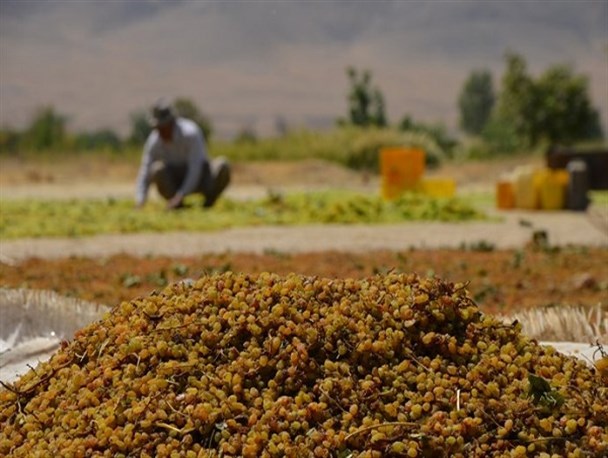 تعلل دولت بر سر نرخ خرید کشمش/ محصول تاک‌داران خندابی دستخوش خسارات ناشی از سرمازدگی