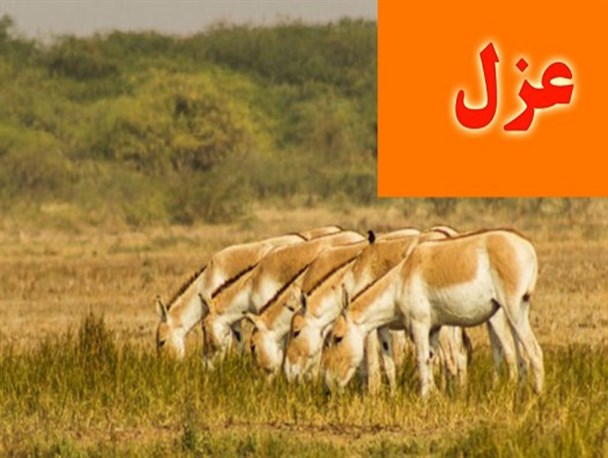 عزل معاون محیط زیست استان در پی فاجعه اتلاف گورخرهای ایرانی