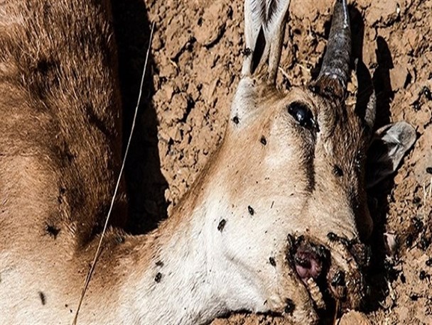مورد مشکوکی از بیماری طاعون نشخوارکنندگان کوچک در زنجان مشاهده نشده است