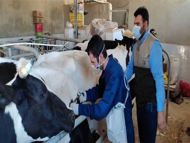 خدمت به سبک گروه‌های جهادی؛ روایتی از خدمات بسیج به کشاورزان و دامپروران