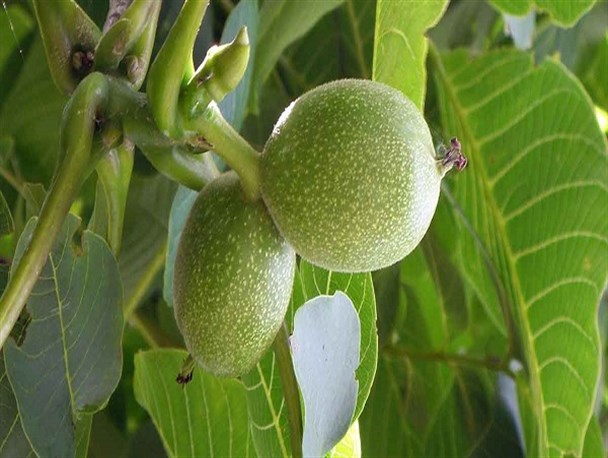 چه نژادهایی مناسب احداث باغ گردو در ایلام می باشند