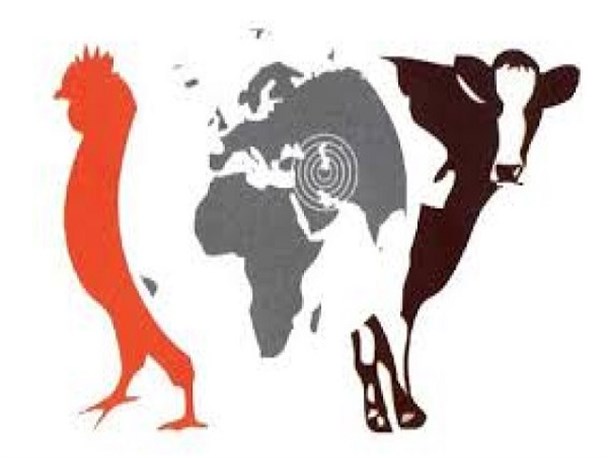 روزهای درخشان صنعت دامپزشکی کشور/ از خودکفایی در تولید دارو تا ریشه کنی طاعون گاوی در یزد