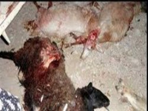 راننده بی‌احتیاط اتوبوس 110 گوسفند را تلف کرد