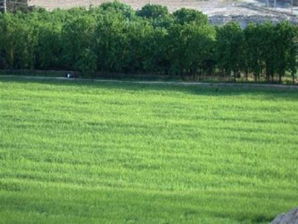باران پاییزی به زمین‌های کشاورزی زرندیه جان دوباره بخشید