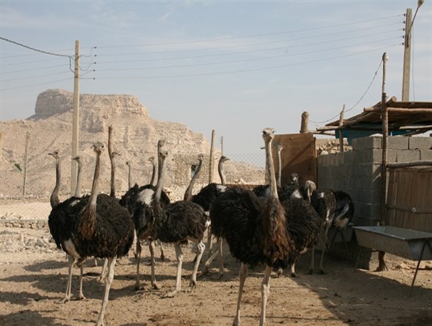 پرورش شتر مرغ در روستای لاور گل شهرستان کنگان+ تصاویر