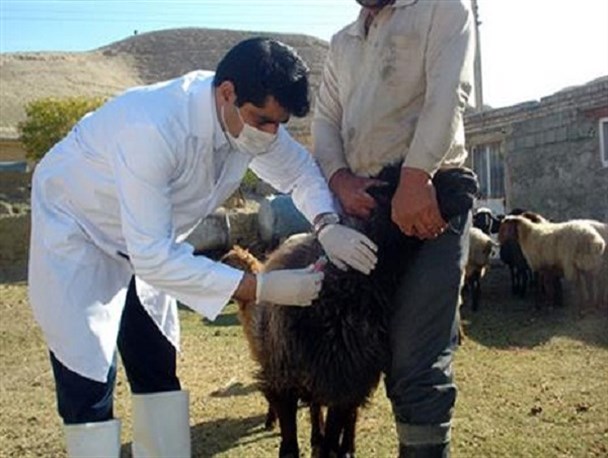 طرح سراسری مطالعه مقطعی بروسلوز در شازند اجرایی می شود