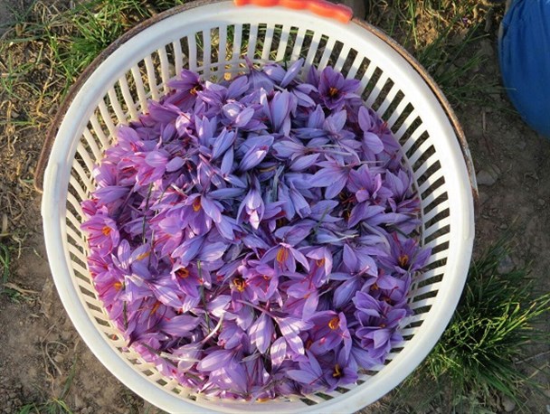 پیش بینی برداشت ۵۴ کیلوگرم زعفران در دلیجان