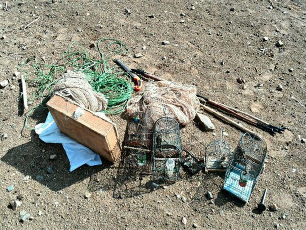 متخلفین زنده گیری پرنده سهره طلایی در ازنا دستگیر شدند