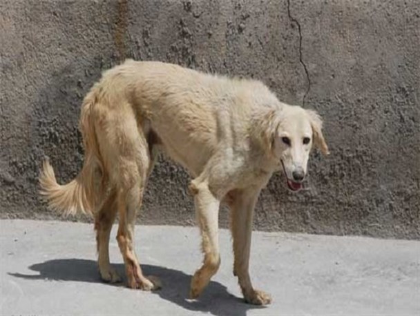 گلایه مردم از بی توجهی مسئولان و پرسه سگهای ولگرد در خیابان های دستگرد