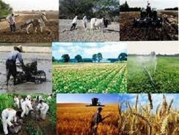 میرجاوه قطب کشاورزی سیستان وبلوچستان/ از کشت زعفران، خرما و چای تا اشتغالزایی 8هزارنفردر منطقه
