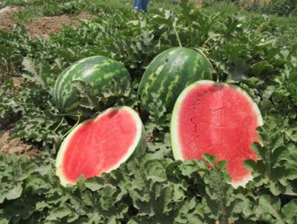 هندوانه‌ای که خوراک دام‌ها شد!