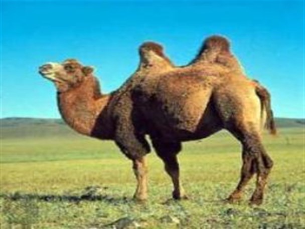 راه اندازی مرکز ملی حفظ و توسعه شتر دوکوهانه در جعفرآباد مغان