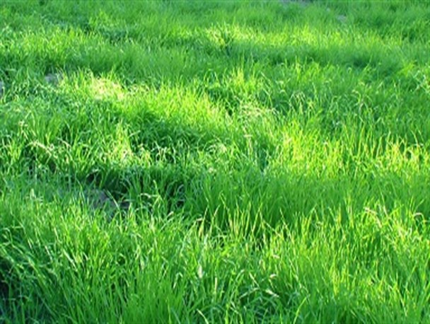 تصاویر/مزرعه سرسبز” گندم وجو “در منوجان