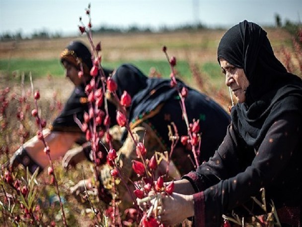 شهرستان دلگان عمده مرکز تولید چای در کشور است/ نبود کارگاه بسته بندی چای ترش انگیزه تولید را کاهش داده است