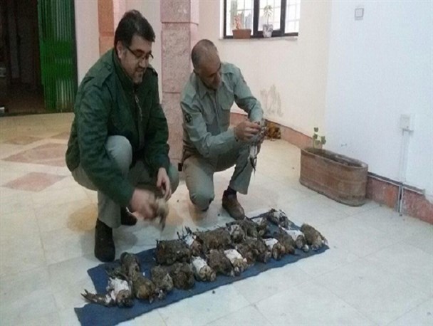 دستگیری 2 شکارچی متخلف و کشف 25 قطعه پرنده کوکر در گمیشان