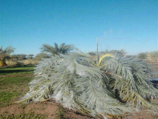 خسارت سرما به مزارع کشاورزی شهرستان دلگان+ تصاویر