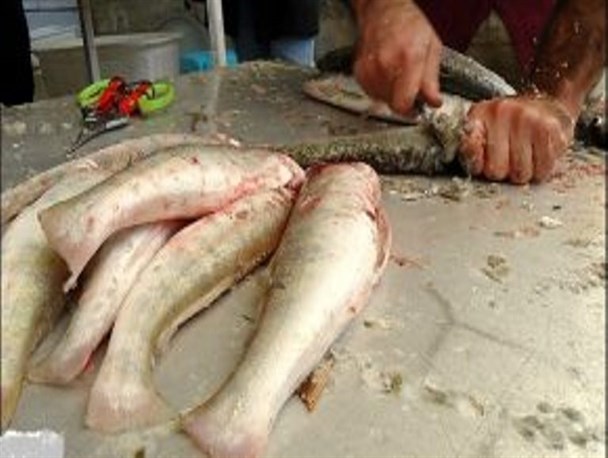 بوکان کویر ماهی فروشان و ماهی خوران