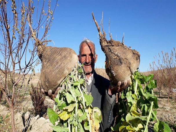 برداشت ترب ۸ کیلوگرمی در شهرستان نی ریز