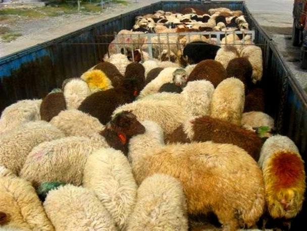 افزایش 58 درصدی توقیف محموله های غیر مجاز دام در خراسان‌جنوبی