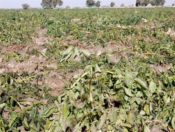 نابودی زحمات کشاورزان بر اثر سرمای زودهنگام/ کشاورزی سیستان و بلوچستان در انتظار حمایت مسئولان