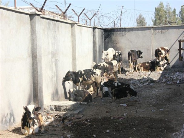 کشف احشام و کالای قاچاق توسط ماموران انتظامی ایرانشهر