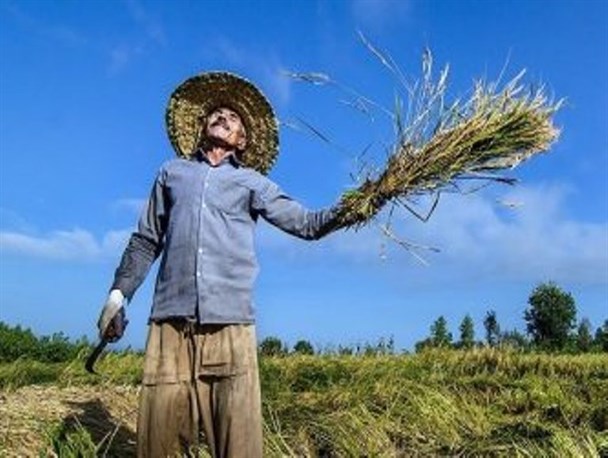هزینه گزاف یک سهل انگاری بر روی دوش کشاورزان نقده!