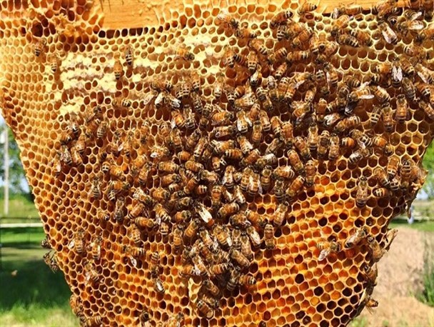 افزایش ۱۵درصدی تولید عسل در استان زنجان/ ۲ هزار و ۲۵۲ زنبورستان در استان زنجان فعال است