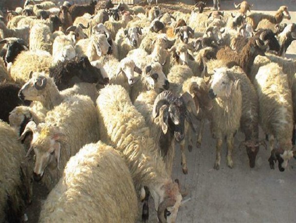 ۱۶ میلیارد ریال دام سبک قاچاق در خراسان شمالی کشف شد
