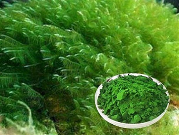 پرورش جلبک "اسپیرولینا" در آکواریوم ماهی‌های زینتی؛‌ منبع ثروت‌آفرینی در خانه