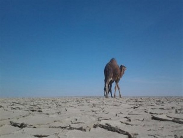 حال خراب دریاچه هامون و خواب دولتمردان/ سونامی آوارگی زیست محیطی در راه بزرگترین دریاچه آب شیرین کشور