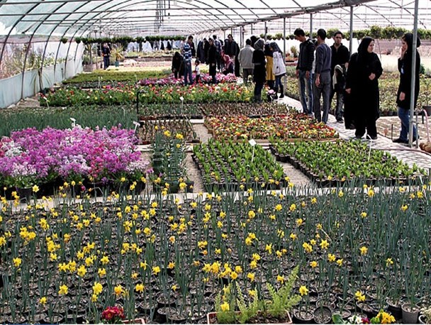 فاز دوم مجموعه بازار بین المللی گل سپاهان افتتاح می شود/ ورود نهادهای دولتی و نیمه دولتی به امر تولید گل، چالش پیش روی صنعت گل و گیاه است