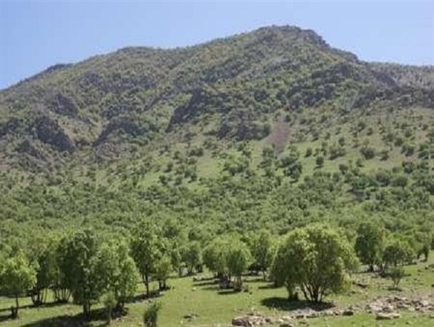 اراضی ملی چگنی می تواند با تشخیص کارشناسان برای کشت گیاهان دارویی استفاده شود