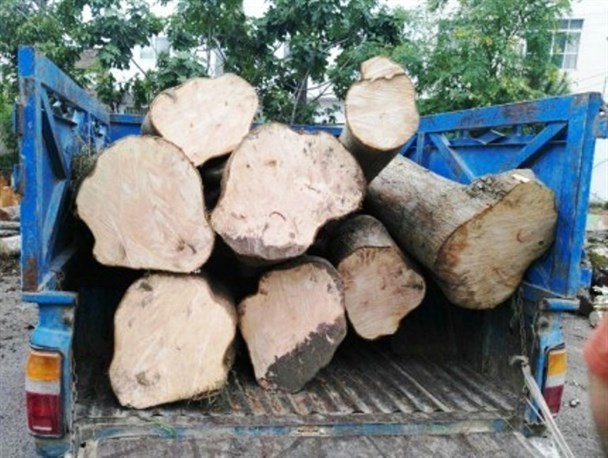 کشف 5 تن چوب آلات جنگلی قاچاق در آمل