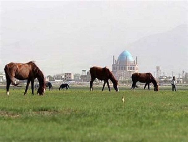 احیای چمن سلطانیه با جدیت پیگیری می‌شود/ چاه‌های غیرمجاز باید تعیین تکلیف شوند