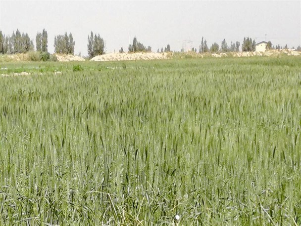 بیش از ۳۲هزار هکتار از اراضی سیستان وبلوچستان زیر کشت گندم