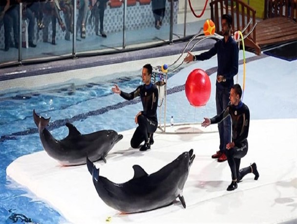 صدور مجوز جدید برای ایجاد دلفیناریوم متوقف شد