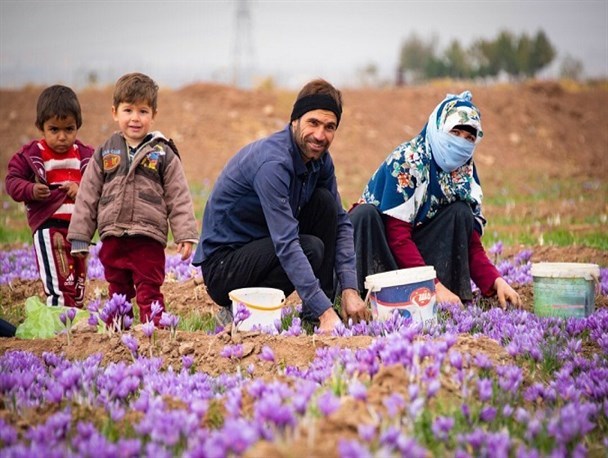 شورای ملی زعفران دستاوردی برای زعفران‌کاران نداشته است