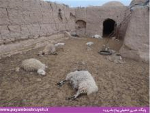 2قلاده گرگ گرسنه 15 راس دام را در بشرویه دریدند +تصویر