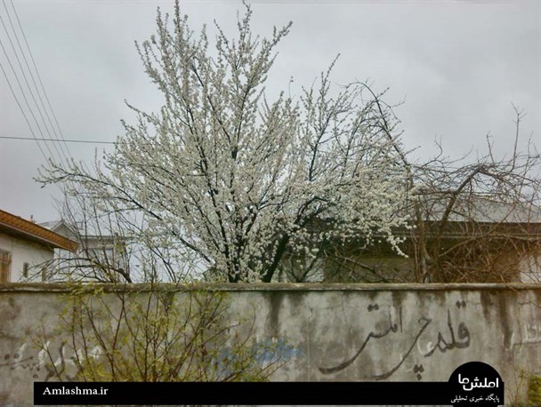 بهار در زمستان /عکس