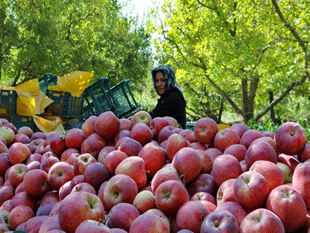 نگرانی ها از خراب شدن صدها هزار تن سیب ذخیره شده در سردخانه ها بالا گرفت