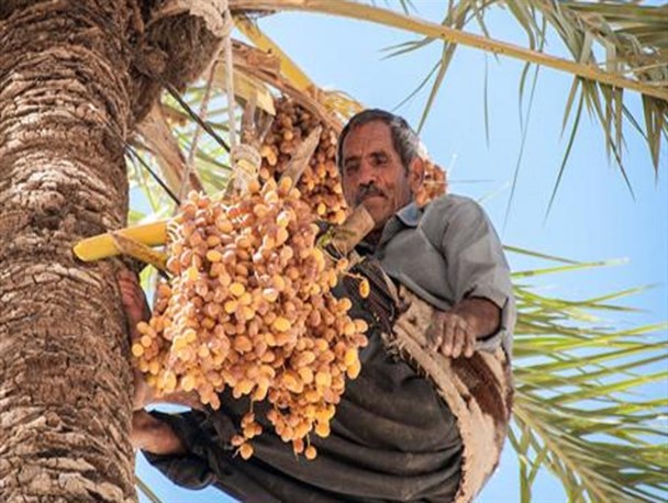 دست رنج خرما کاران سراوانی در جیب سودجویان/ کشت دیم خرمای استان برای اولین بار در سراوان