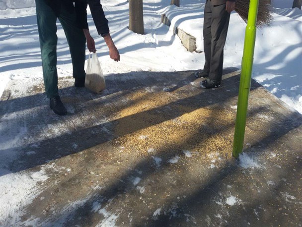 دانه پاشی برای پرندگان در پارکها توسط اکیپ واحد فضای سبز شهرداری