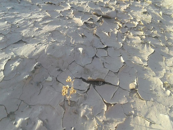 گزارش تصویری/ تیغ خشکسالی بر گردن روستاهای جنوب شرق کشور