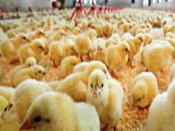 افزایش چشمگیر جوجه ریزی در مرغداری های انار