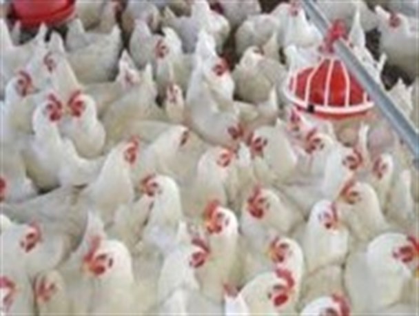 بهره برداری از ۲ واحد پرورش مرغ گوشتی تمام اتوماتیک