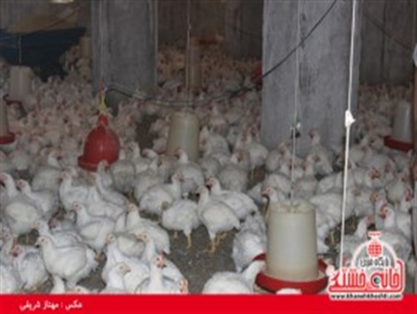 کارگاه پرورش مرغ در روستای علم آباد رفسنجان راه اندازی شد